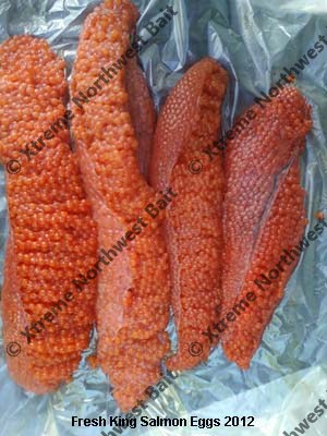 Fresh Salmon Egg, Fresh Salmon Roe, Xtreme Northwest Bait Co